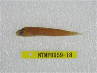 藏品(鬚棘吻魚)的圖片